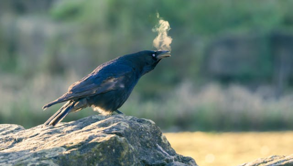 3.5 Minute Simple Breath