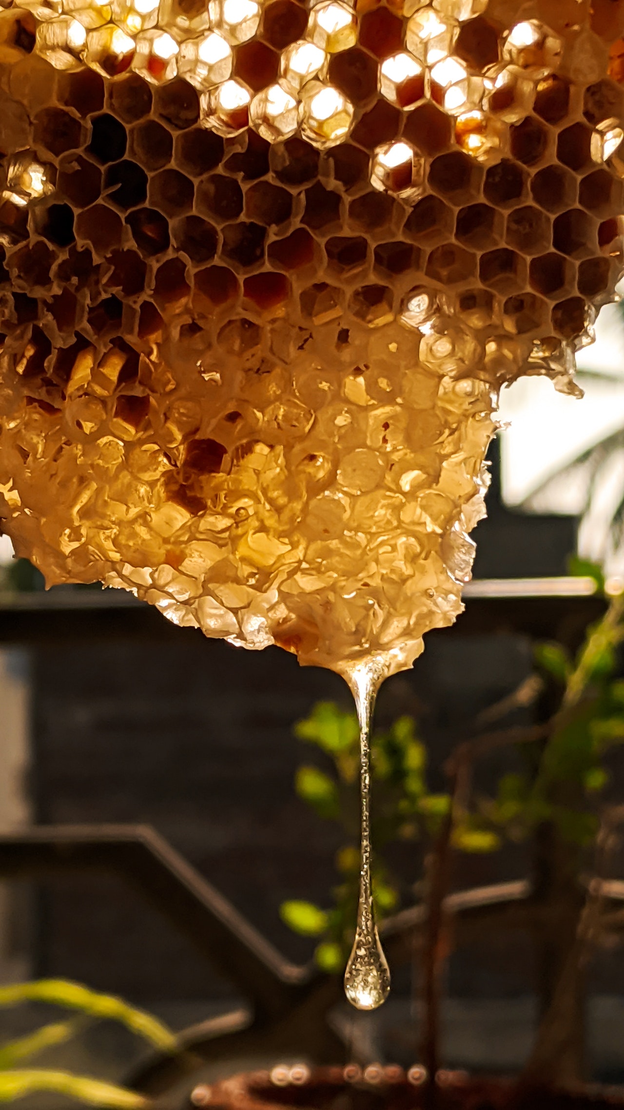 Honey Meditation